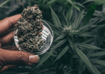 Where to Buy Weed Near Me