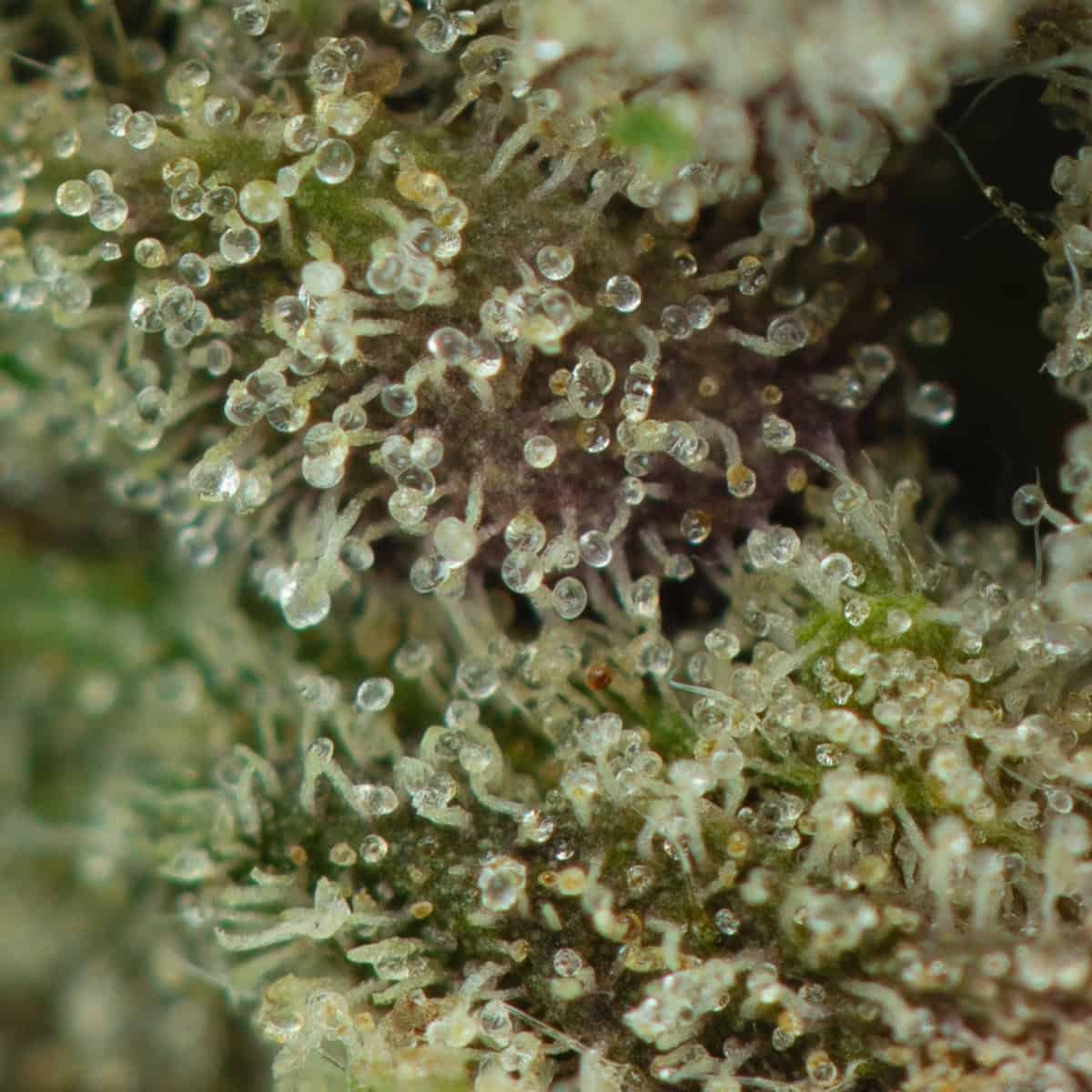 Alien Bubba at thejointonmarket - Image 3