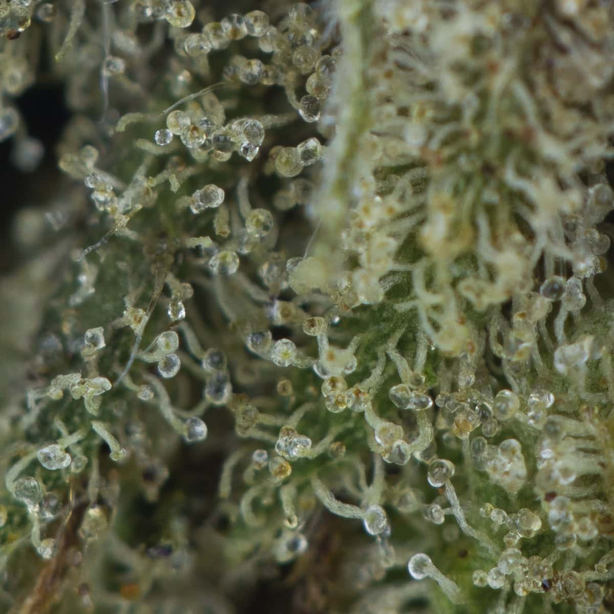 Bubba Island Kush at thejointonmarket - Image 3
