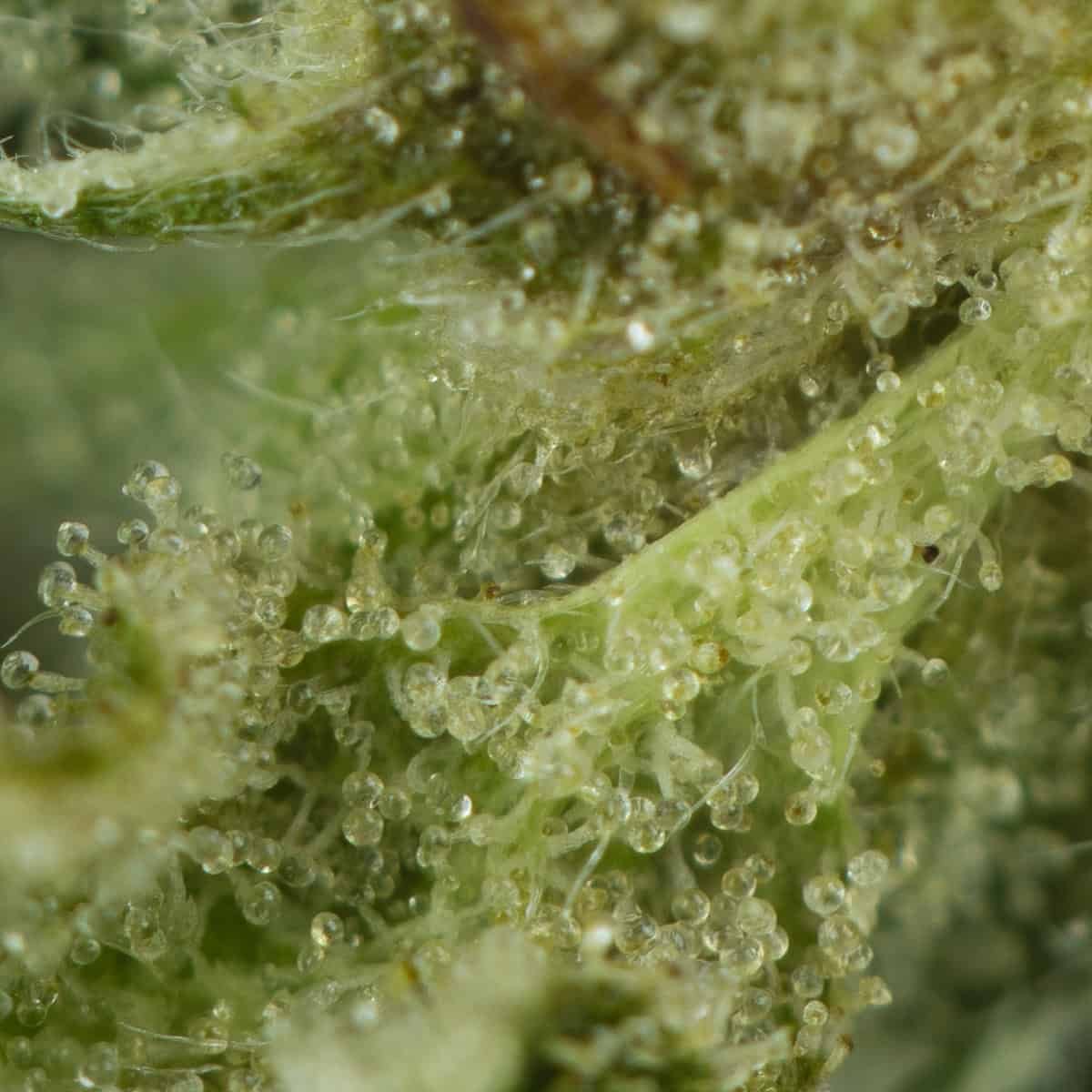 Comatose OG at thejointonmarket - Image 3