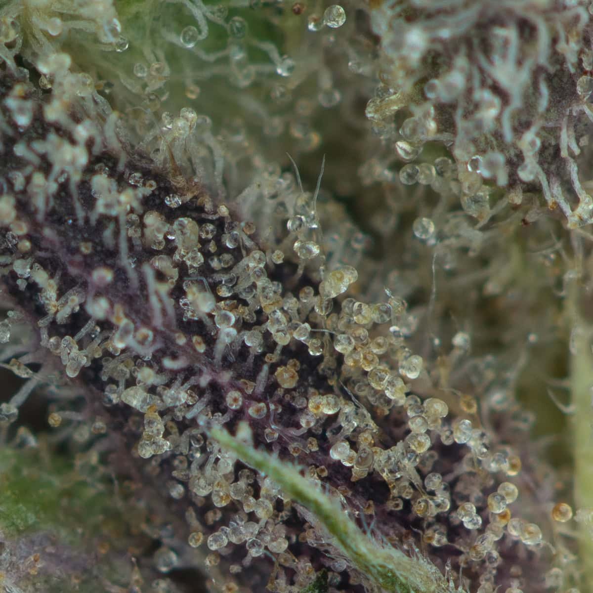 Gucci Pink Kush at thejointonmarket - Image 3