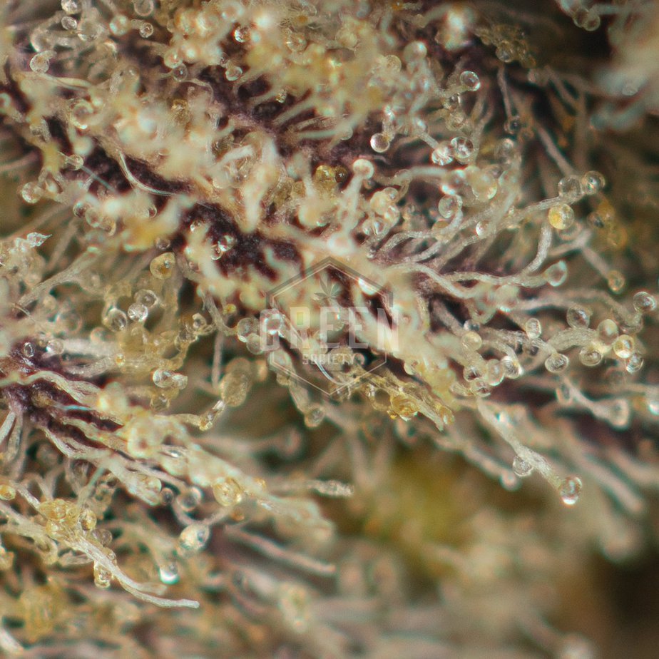 Mendocino Purps (Smalls) at thejointonmarket - Image 2