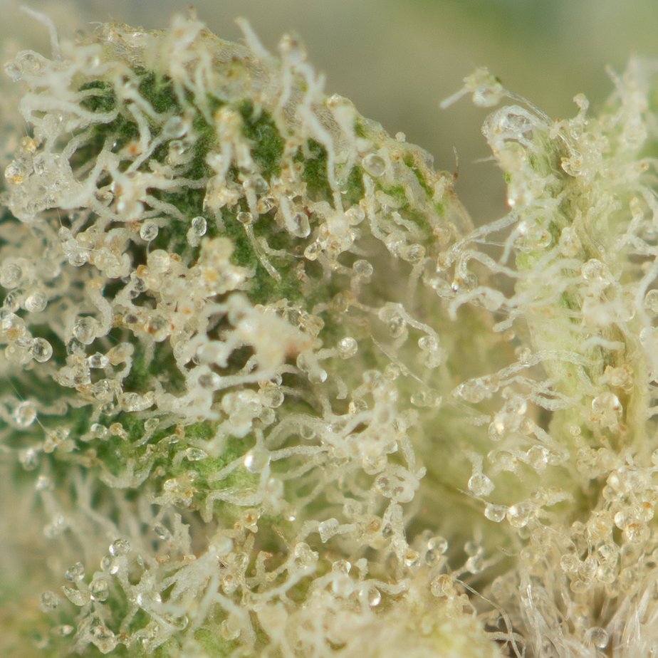 Mike Tyson by Pluto Craft Cannabis at thejointonmarket - Image 3