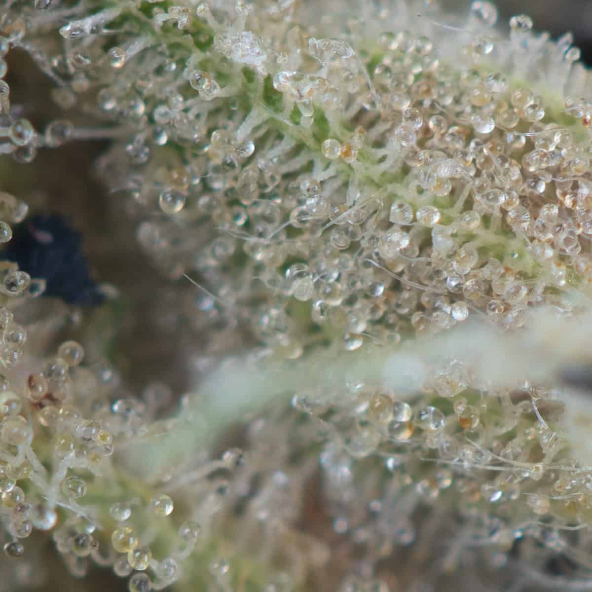 Pink Wagyu by Pluto Craft Cannabis at thejointonmarket - Image 3
