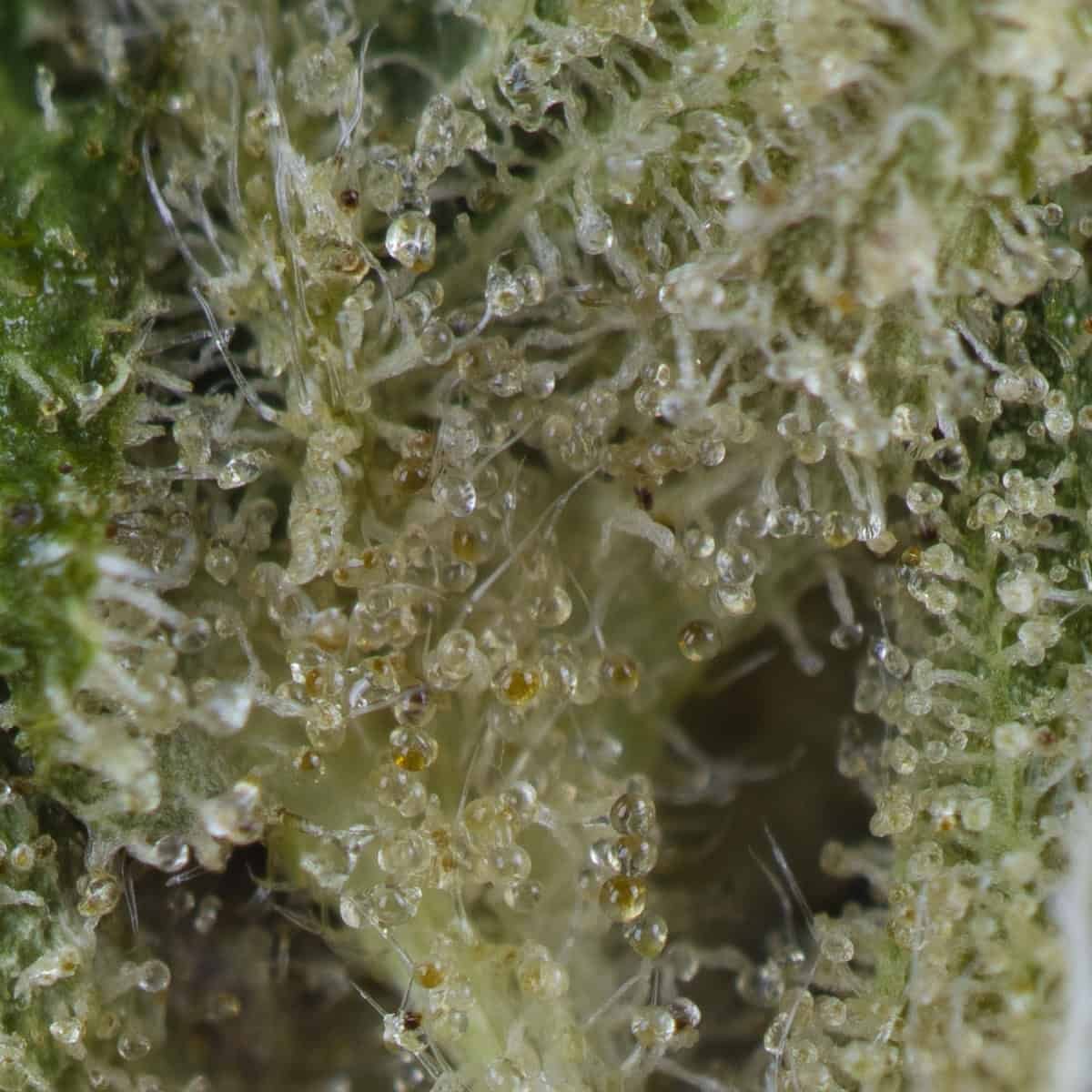 Snoop Dogg OG by Dog Pound Genetics at thejointonmarket - Image 3