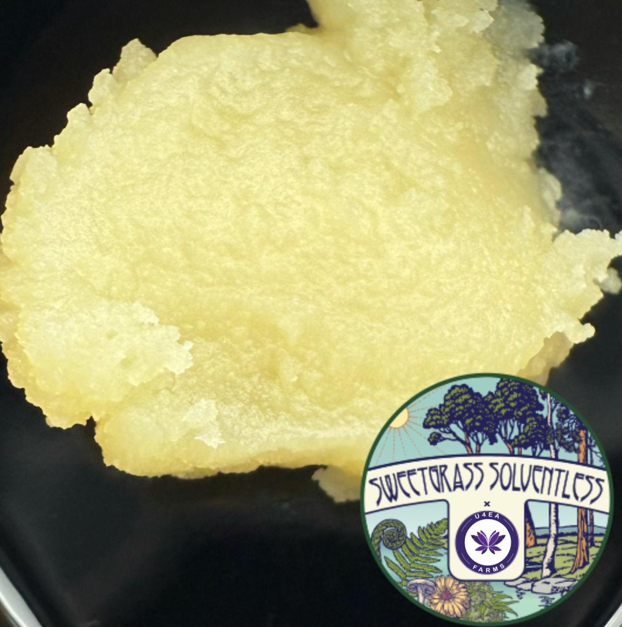 marijuana concentrates